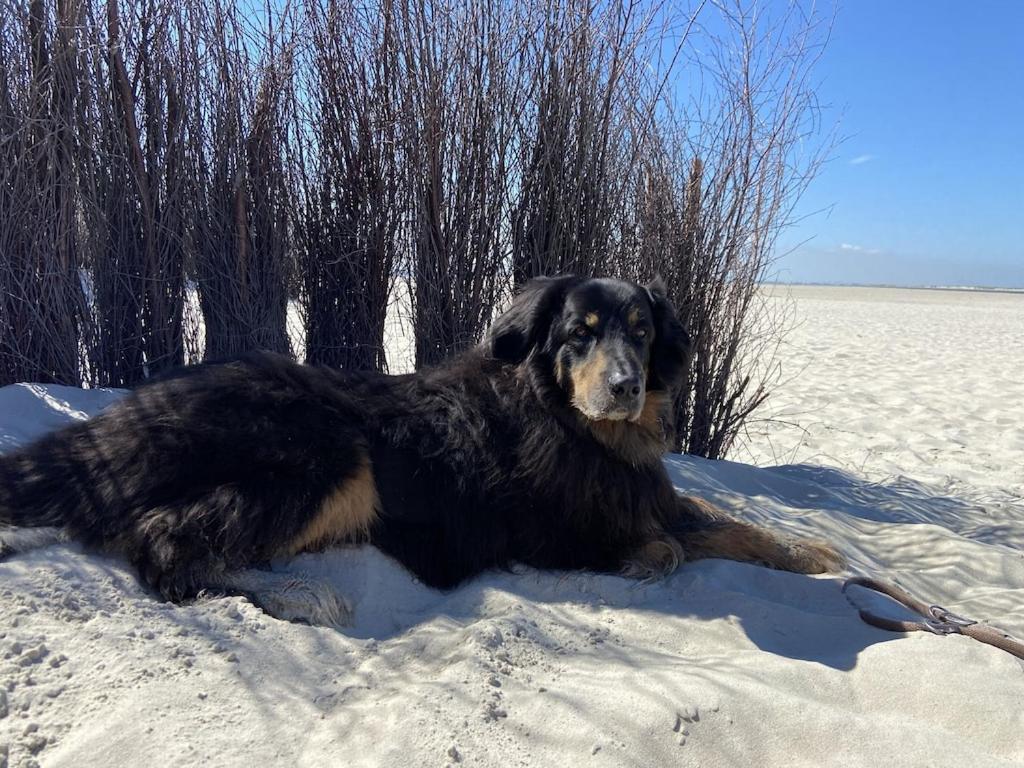Norderaltendeich Ferien Im Wangerland Ferienwohnung Leuchtturm Minsen Schillig Hund Pool Sauna מראה חיצוני תמונה